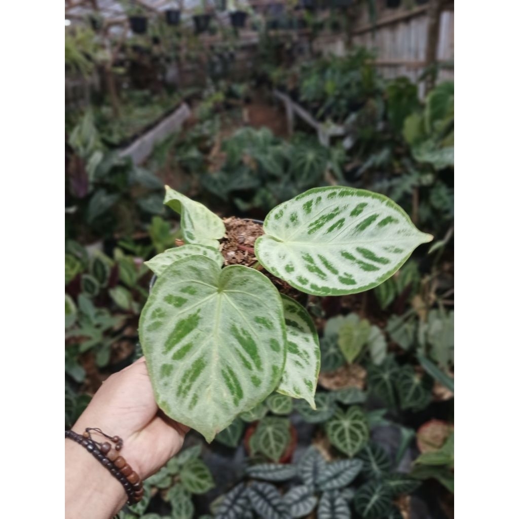 anthurium silver crhom