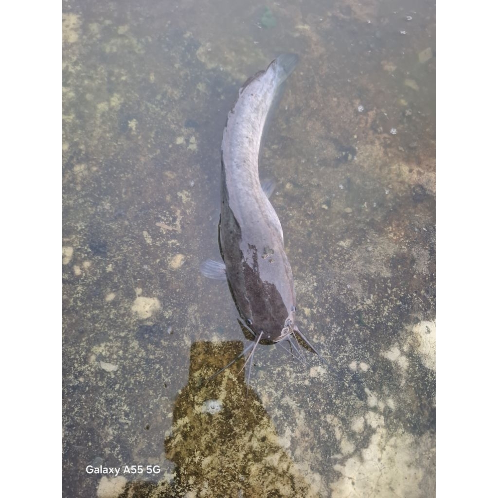bibit ikan