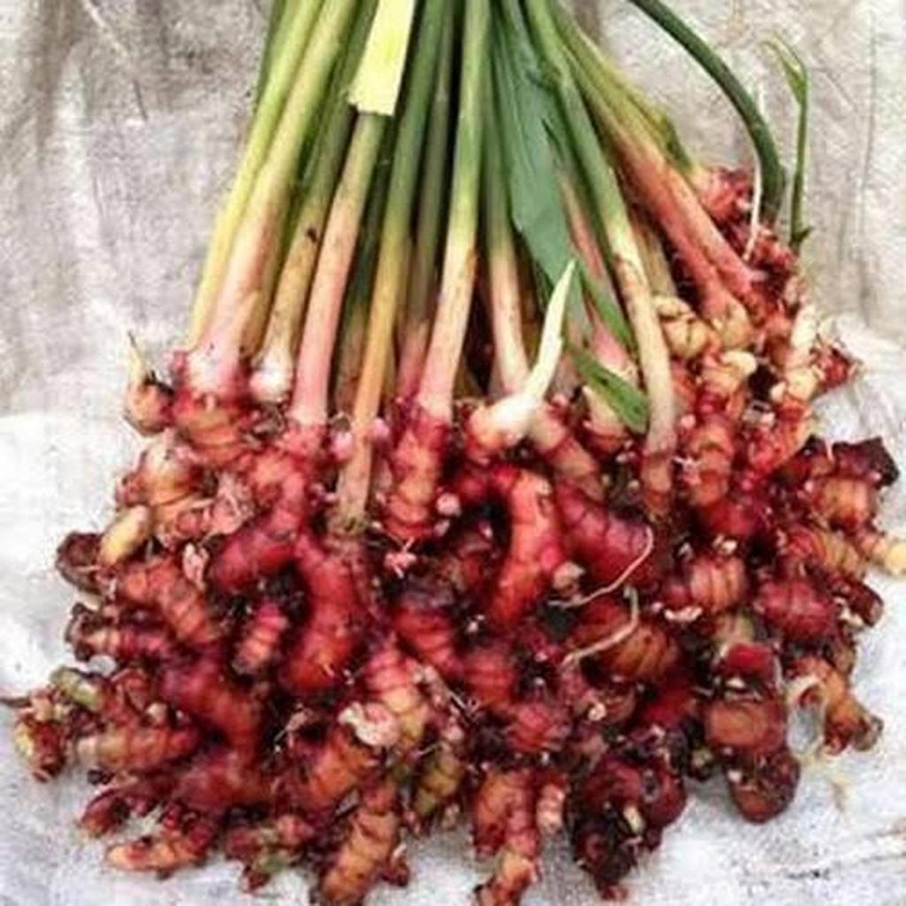 (Promo) Bibit Benih Jahe Merah