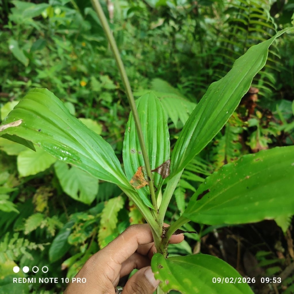 angrek pohon aren siap berbunga
