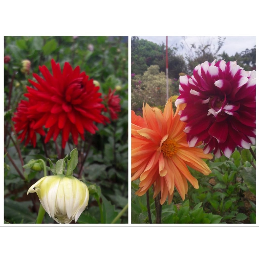 Bunga Dahlia