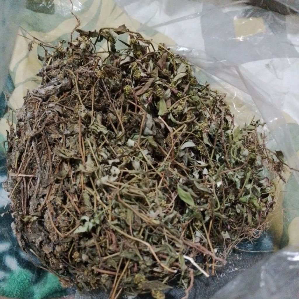 Patikan Kebo Kering