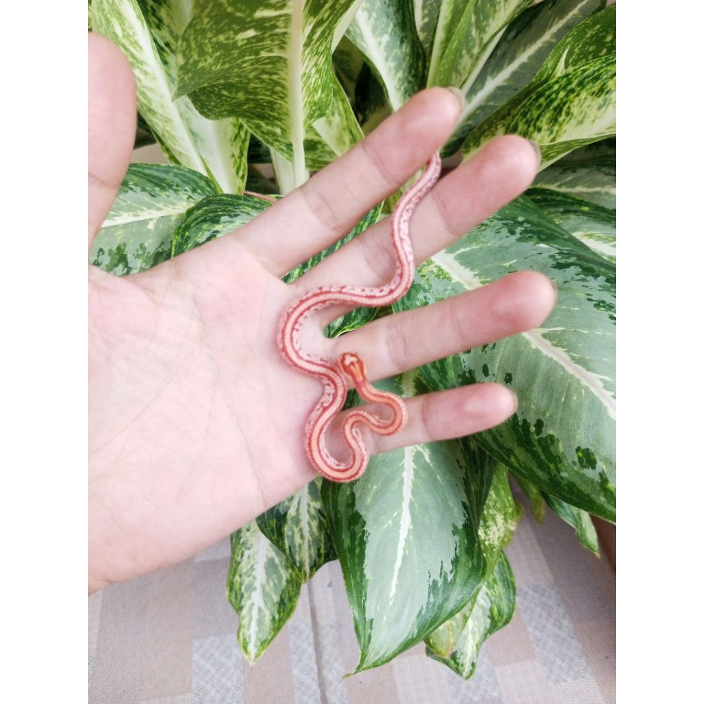 Mainan Anak Lukisan Cornsnake Premium Morph