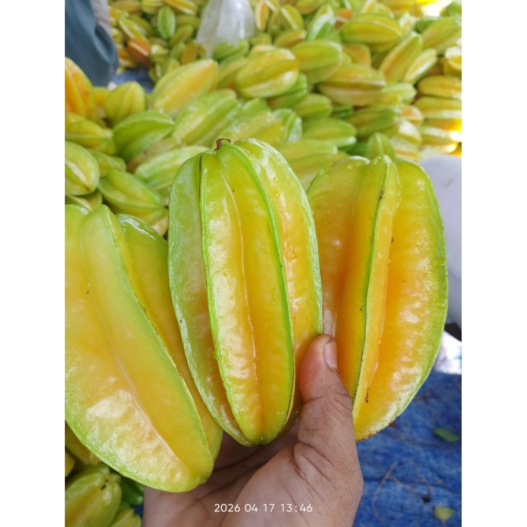 Belimbing madu blitar