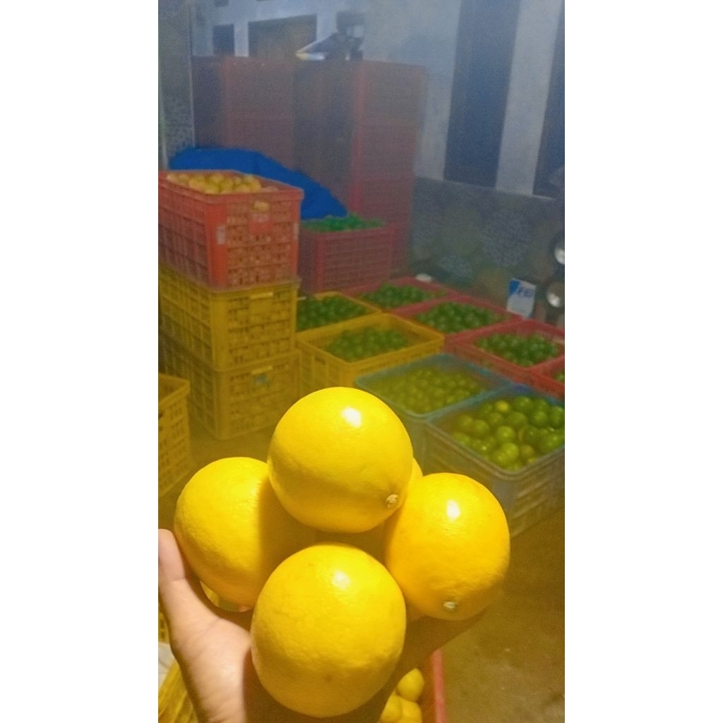 jeruk Lemon california