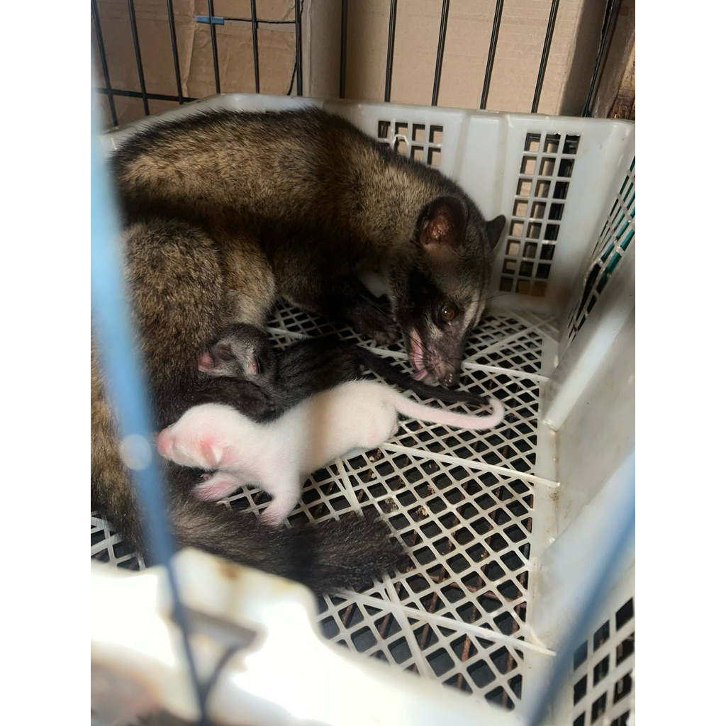 maina musang