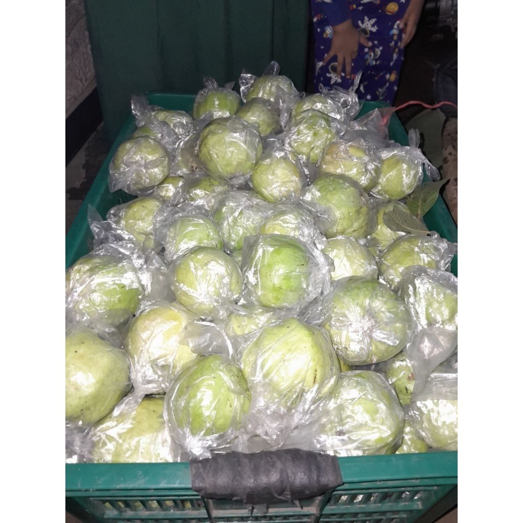 jambu kristal jember