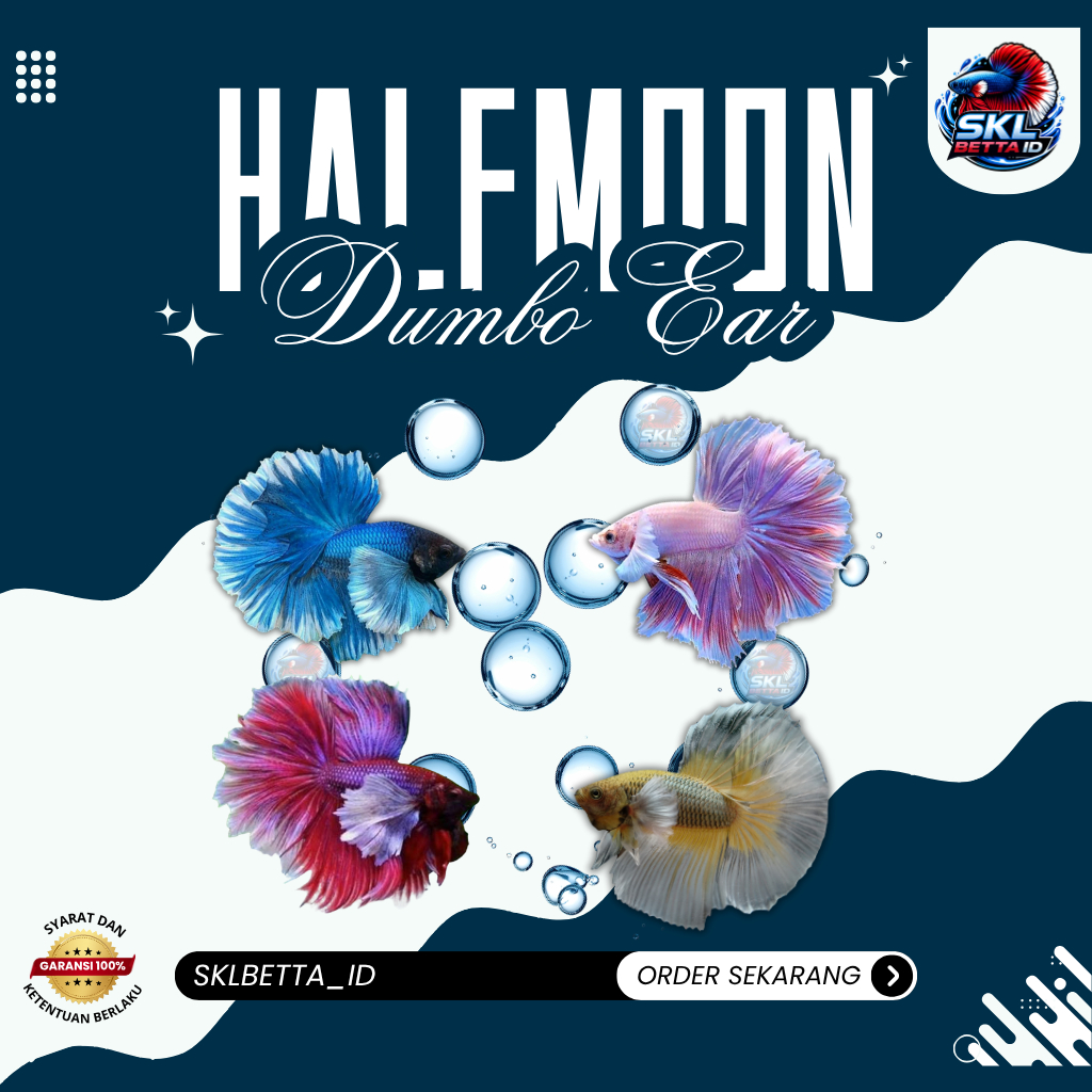 Halfmoon Dumbo Ear – Warna Random Eksklusif