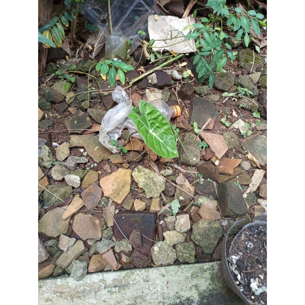 Alocasia