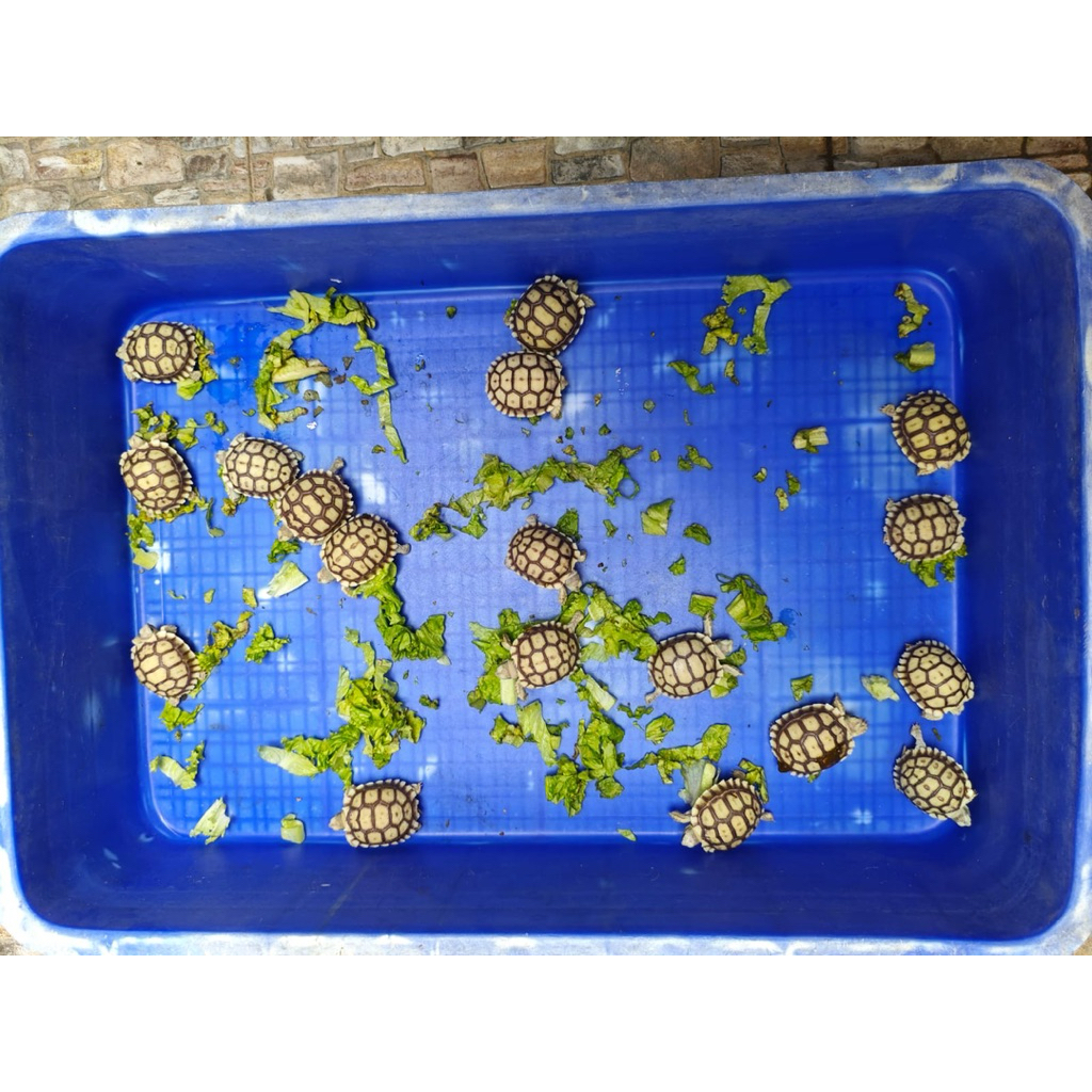 sulcata 6cm-+