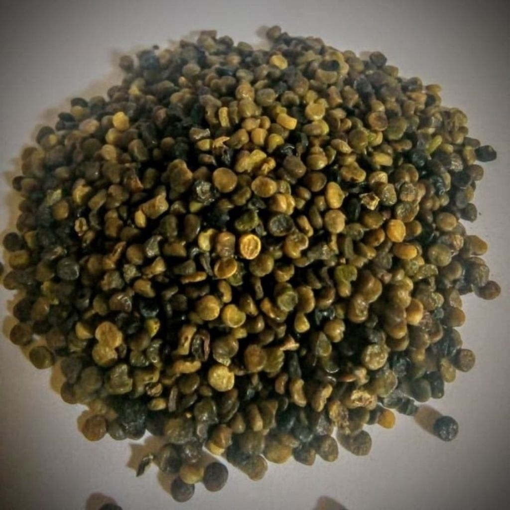 biji benih indigofera