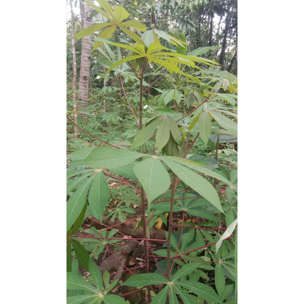 daun singkong muda/pucuk per ikat