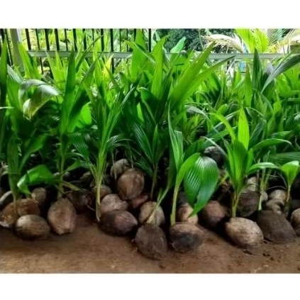 bibit kelapa wulung gading