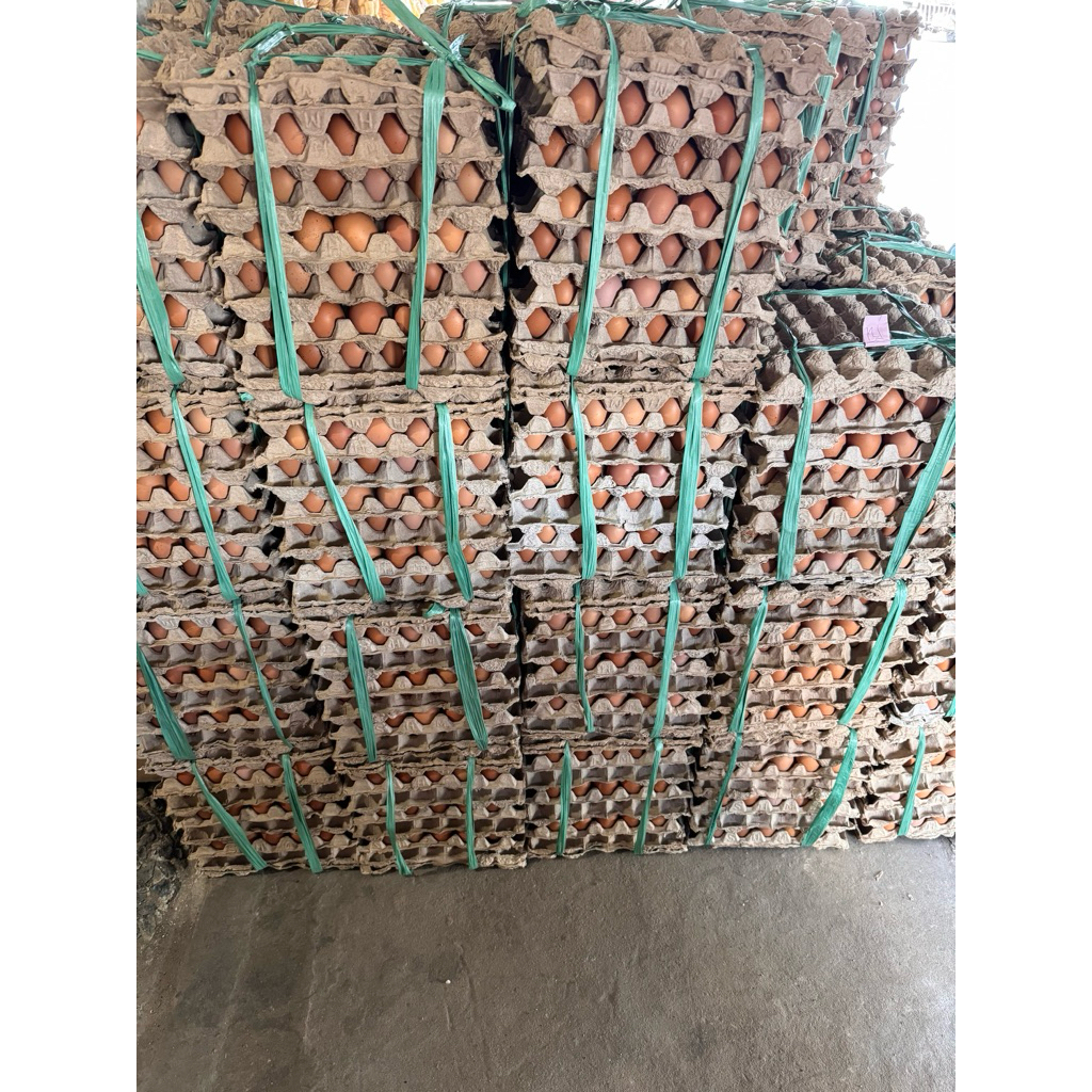 telur lokal