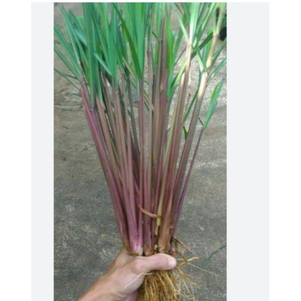 5 batang sereh wangi