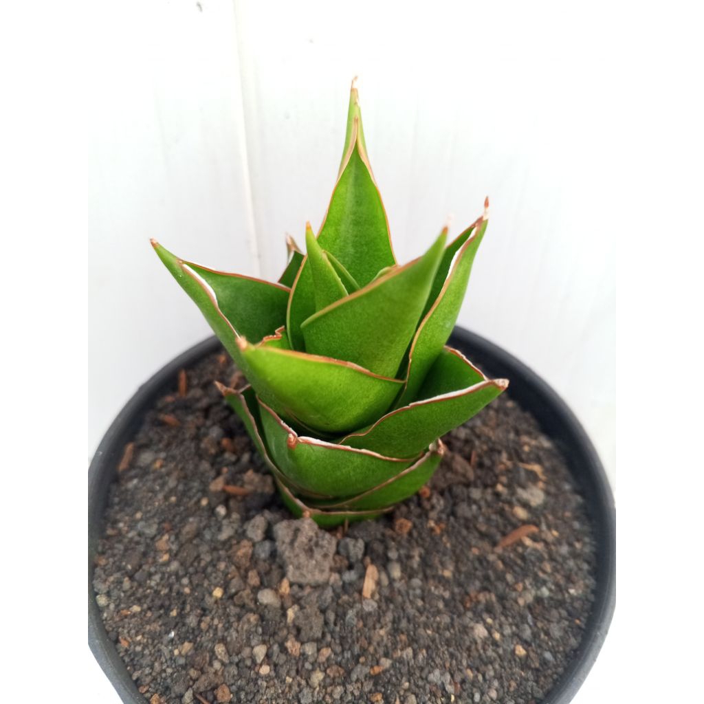 Sansevieria Pagoda Tower.