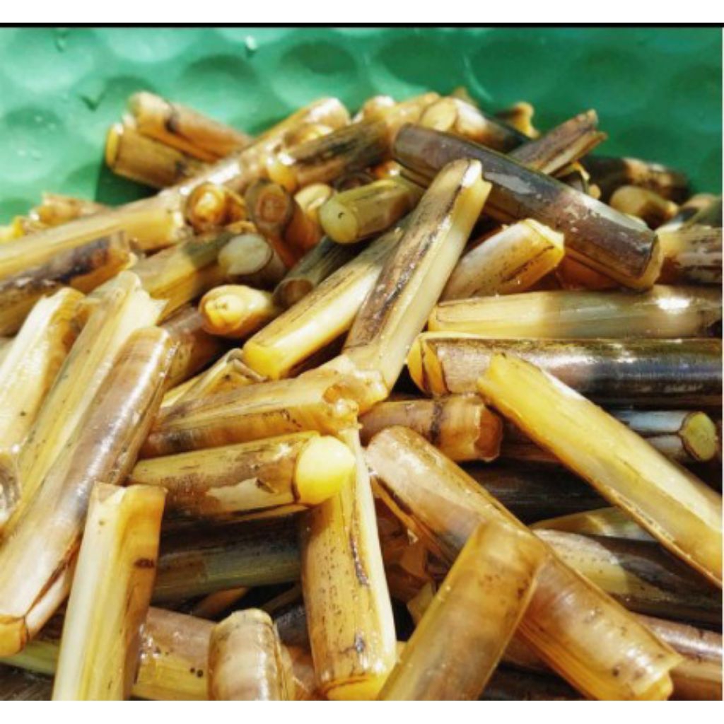 kerang bambu kecil fresh