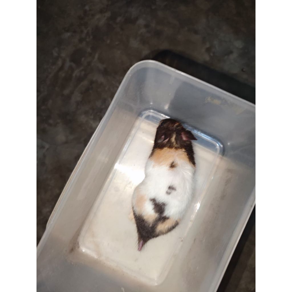 HAMSTER Syirian