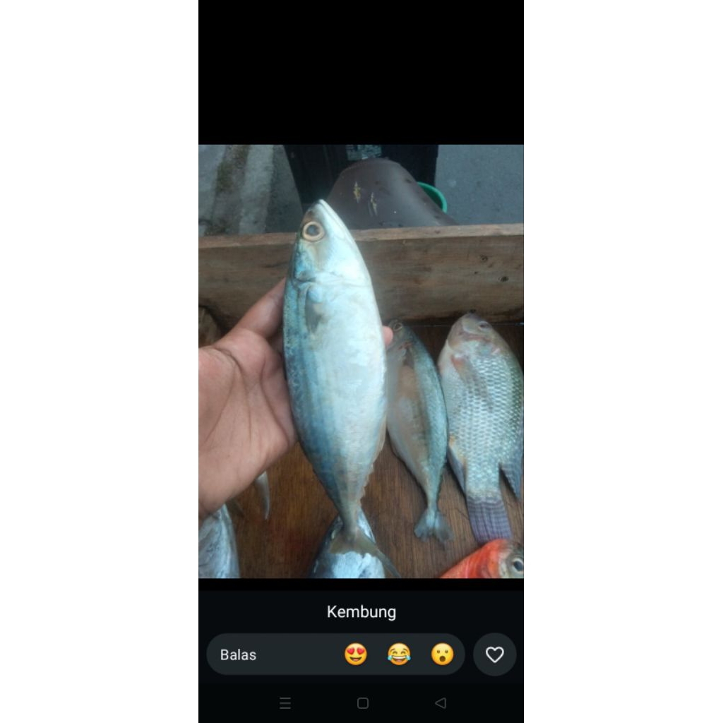 ikan kembung banjar