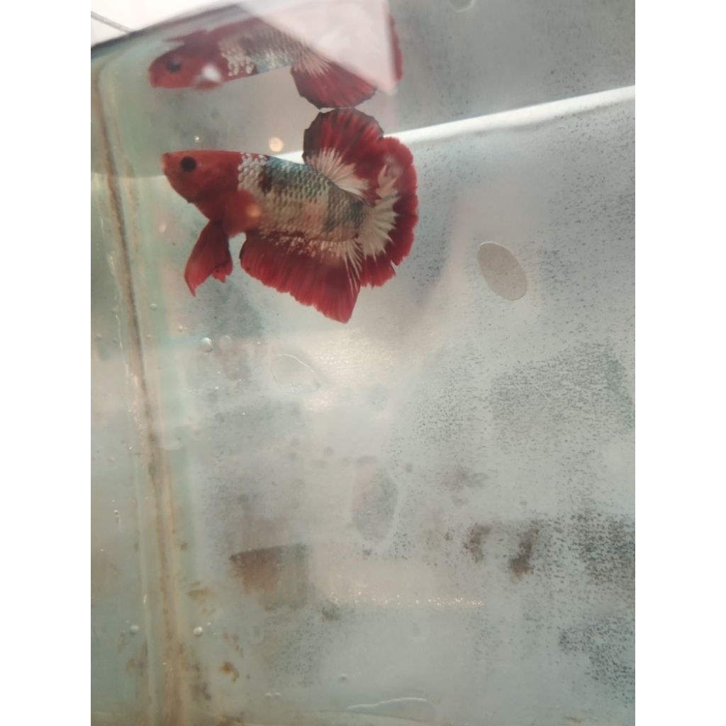 betta fccp