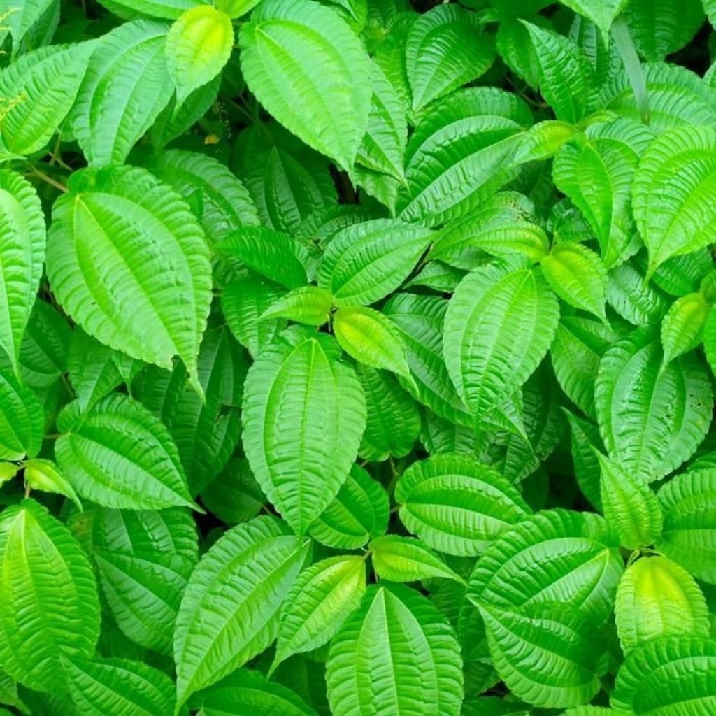 Daun Poh Pohan Segar 200gr