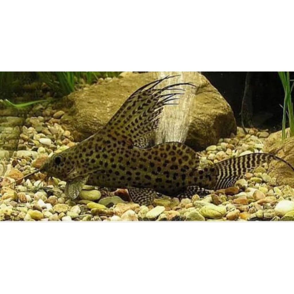 paket sinodontis 4-6cm bergaransi