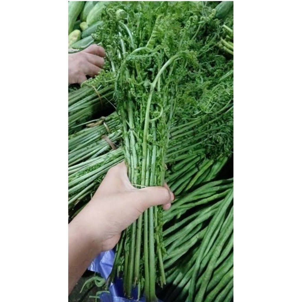 pakis sayur per seger