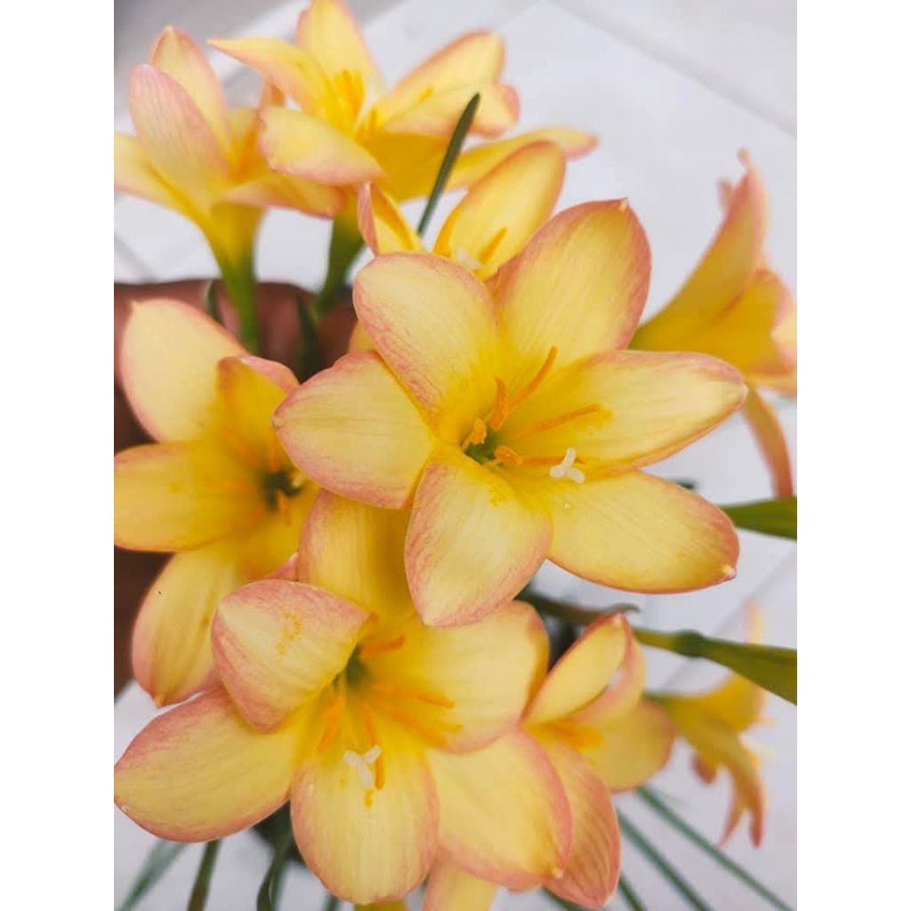 Rain Lily King Ransom