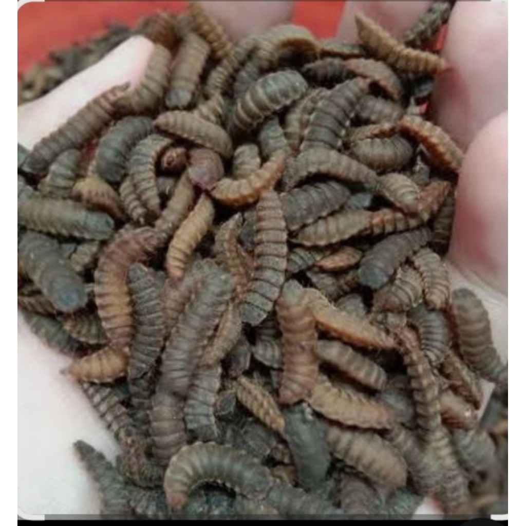 prepupa super 1kg