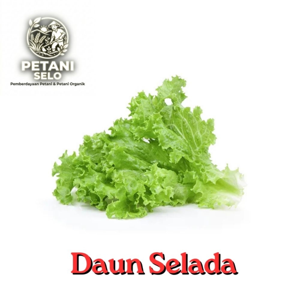 Daun Selada