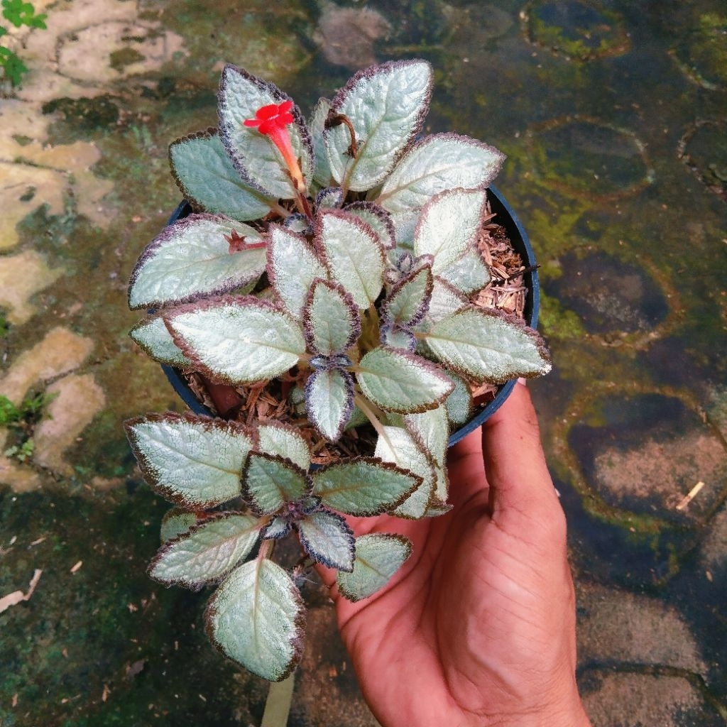 epicia Thailand