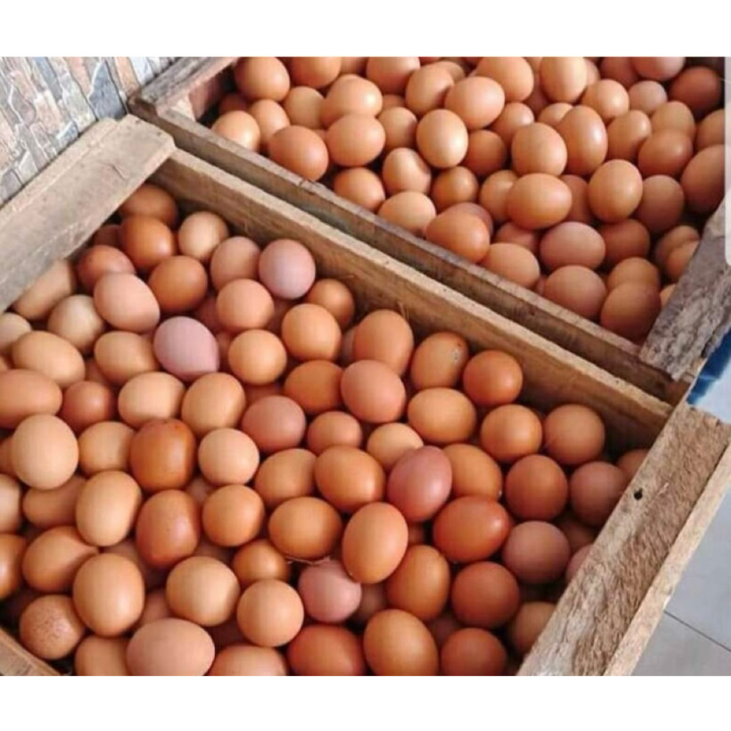 telur ayam