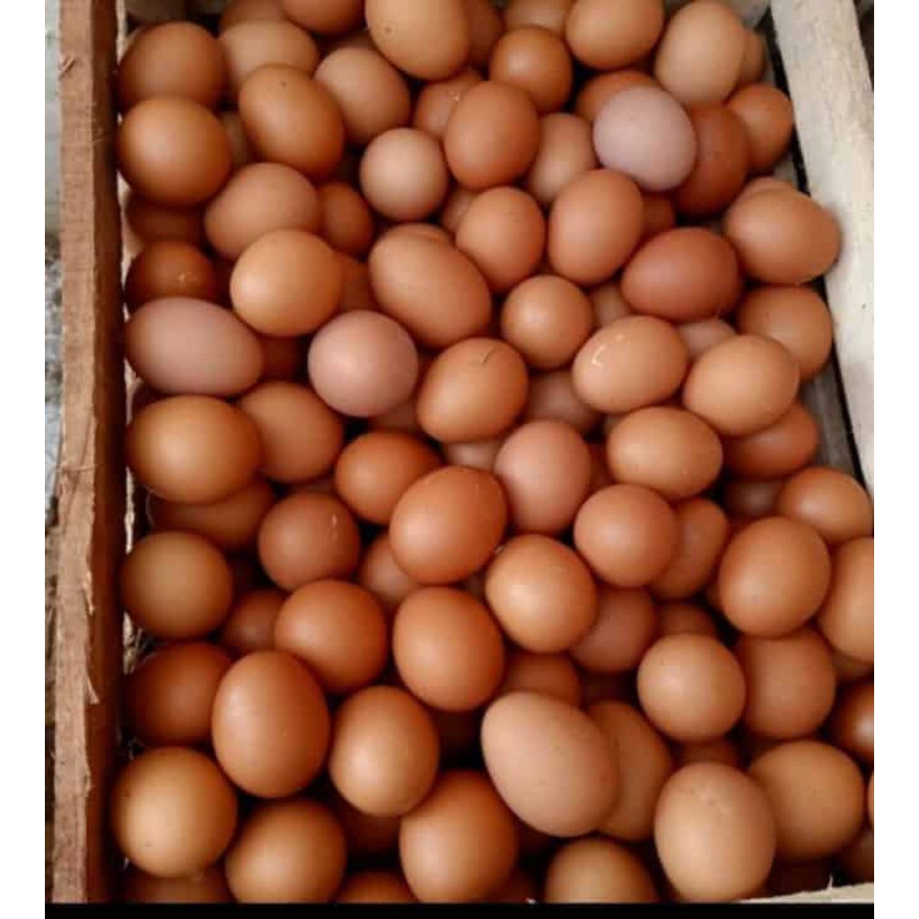 TELUR MURAH PROMO