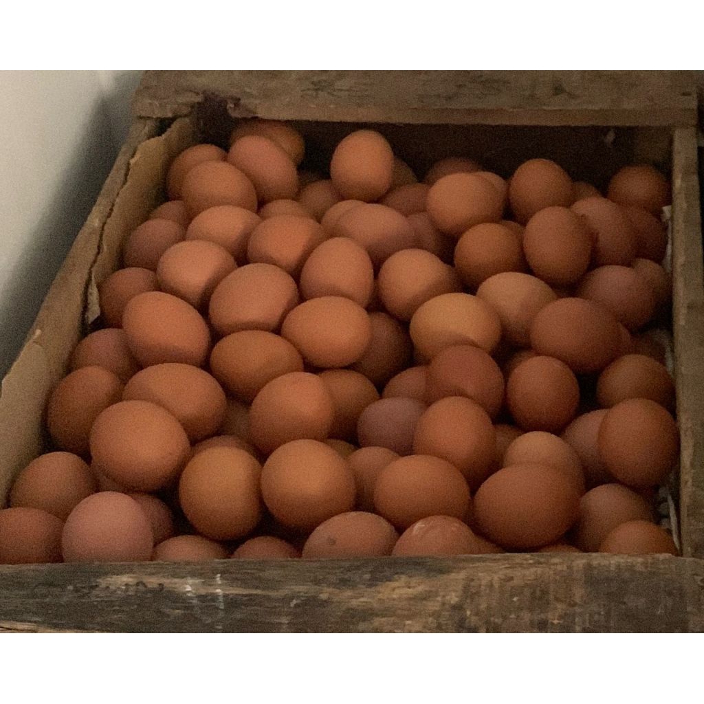 Telur ayam negeri