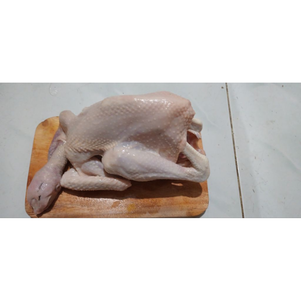 ayam kampung asli
