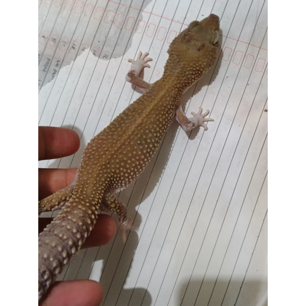 mainan gecko murah