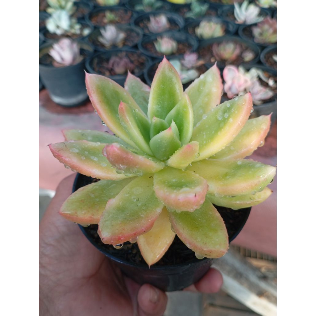 agavoides Ron evans