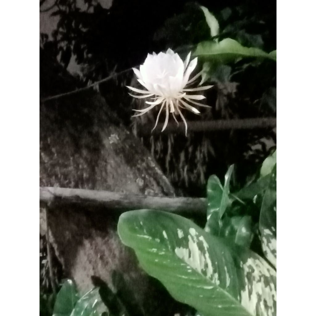 bawang item