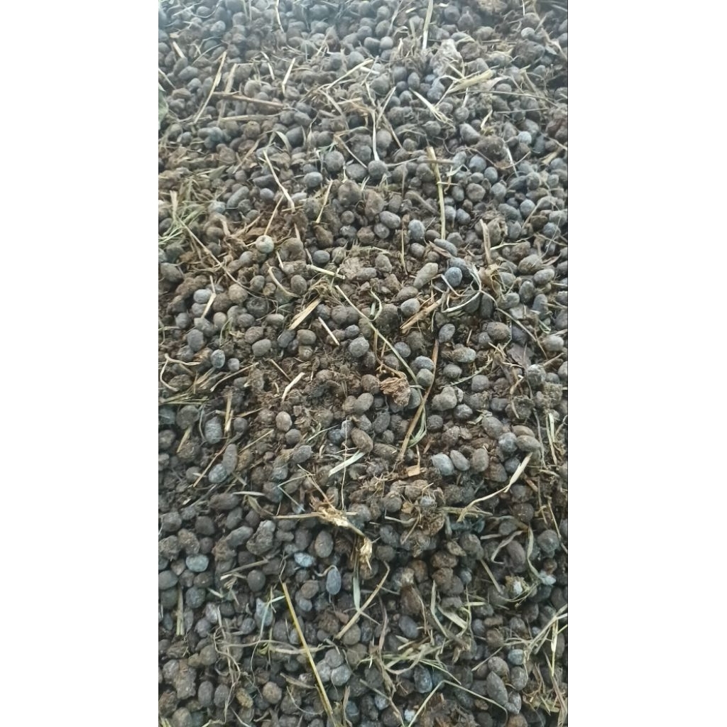 kohe kambing utuh