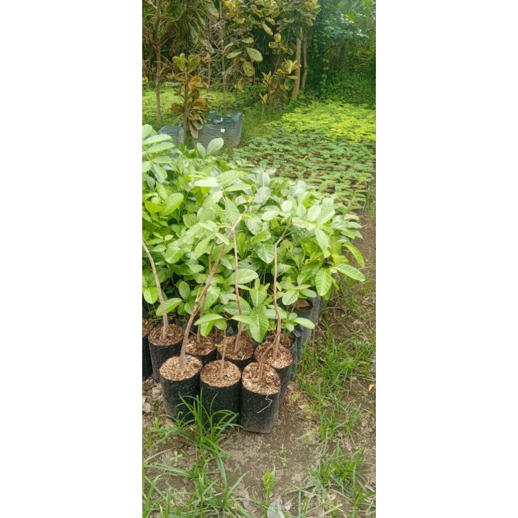 pohon random