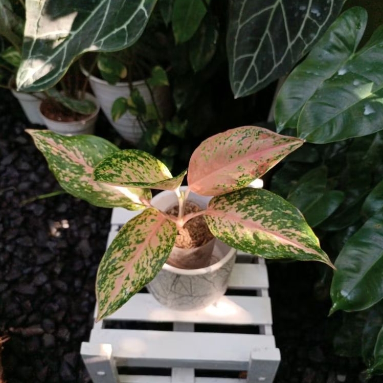 aglonema twinkle pink