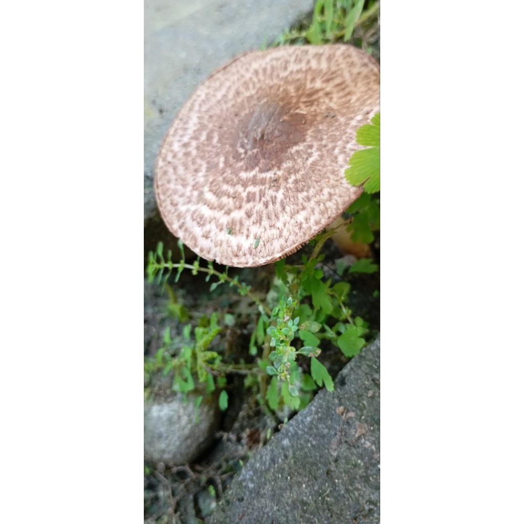 Jamur Mushroom