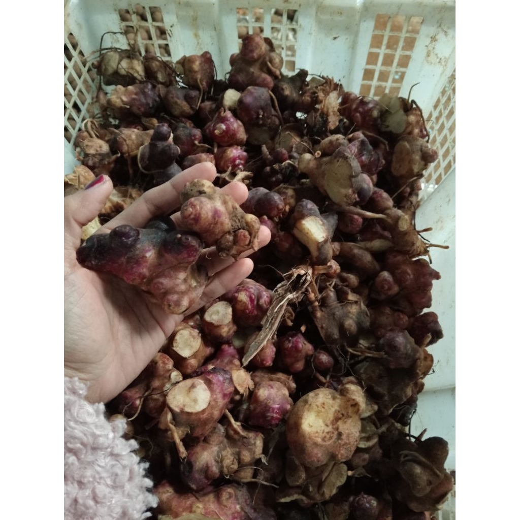 BUBIT ubi yakon 200 gram