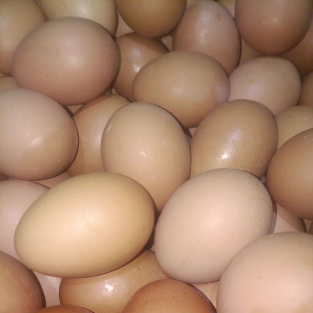 Telur egg Horn instan