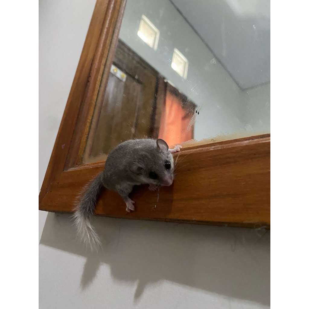 doormice
