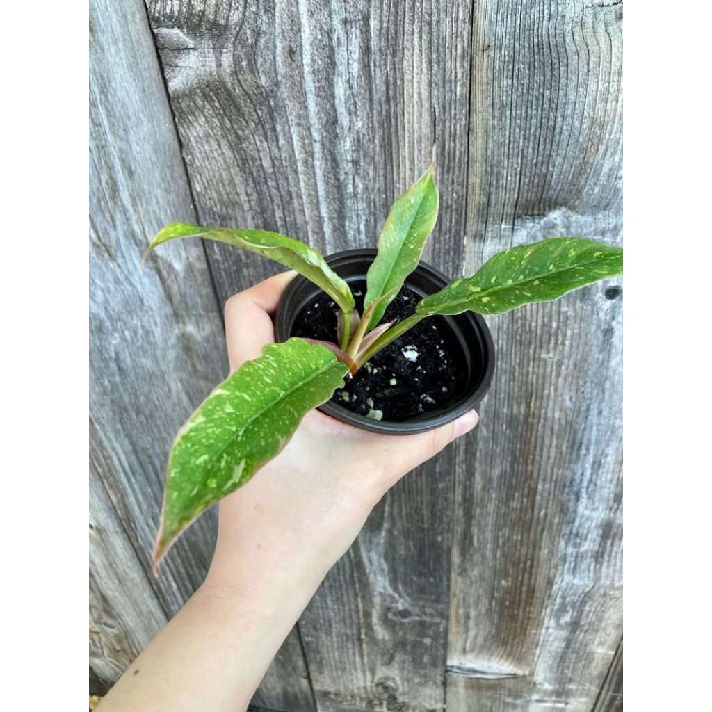Philodendron ring of fire