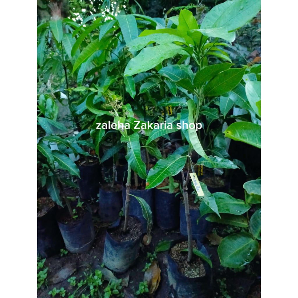 bibit mangga madu