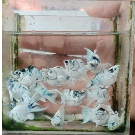 Ikan molly zebra