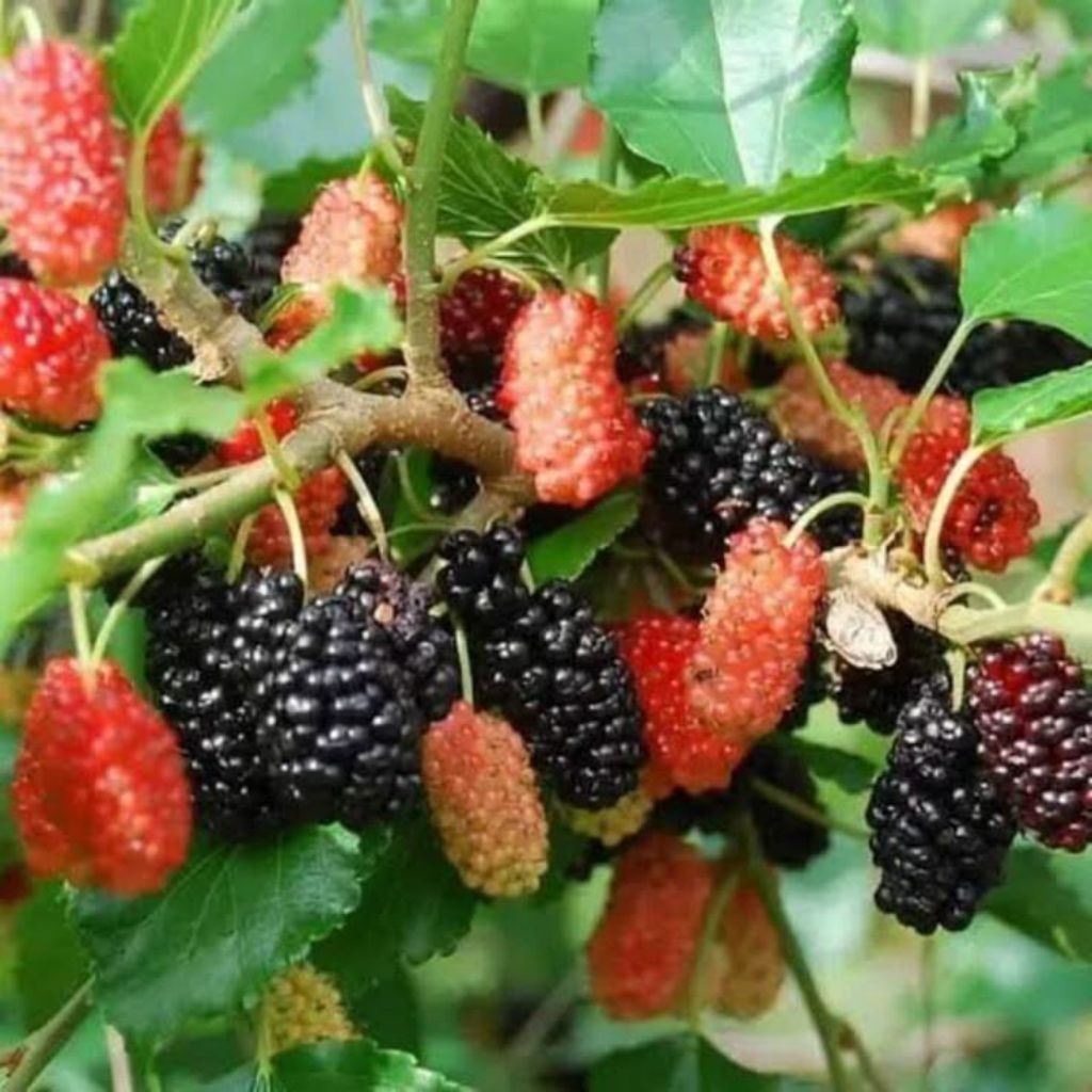 bibit murbei // bibit buah murbei