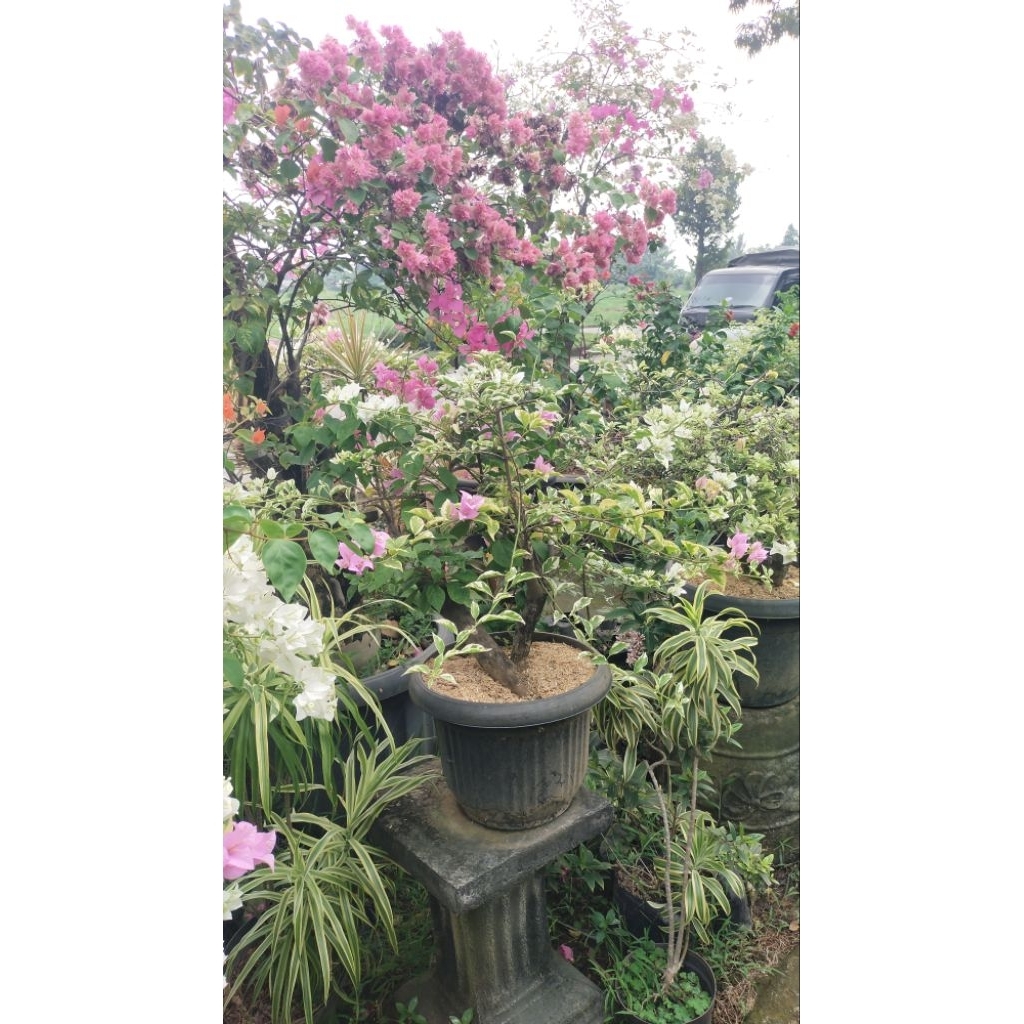 Tanaman hias bunga bugenvile 3 warna